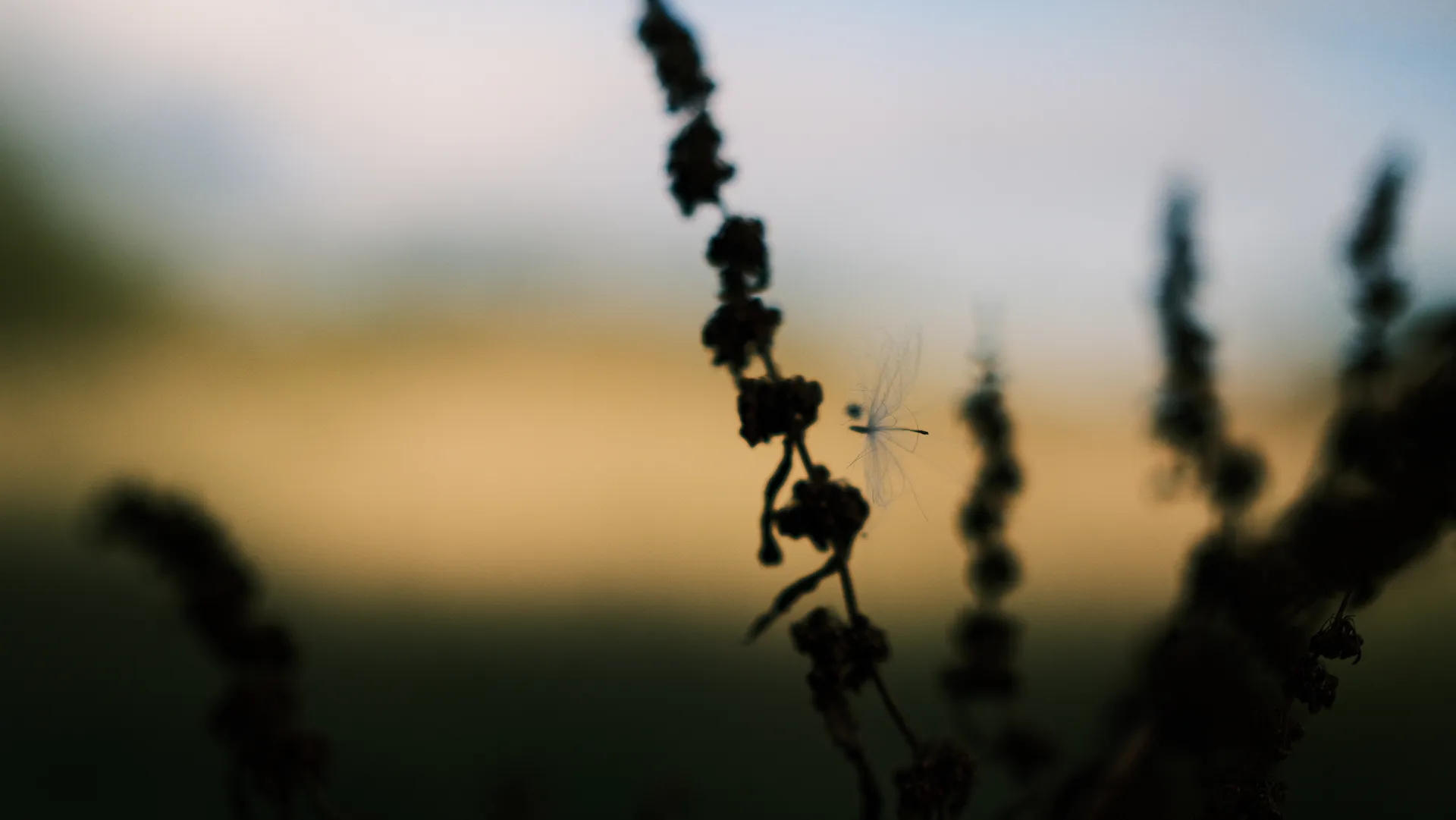 Grønt landskab i morgentåge set fra oven