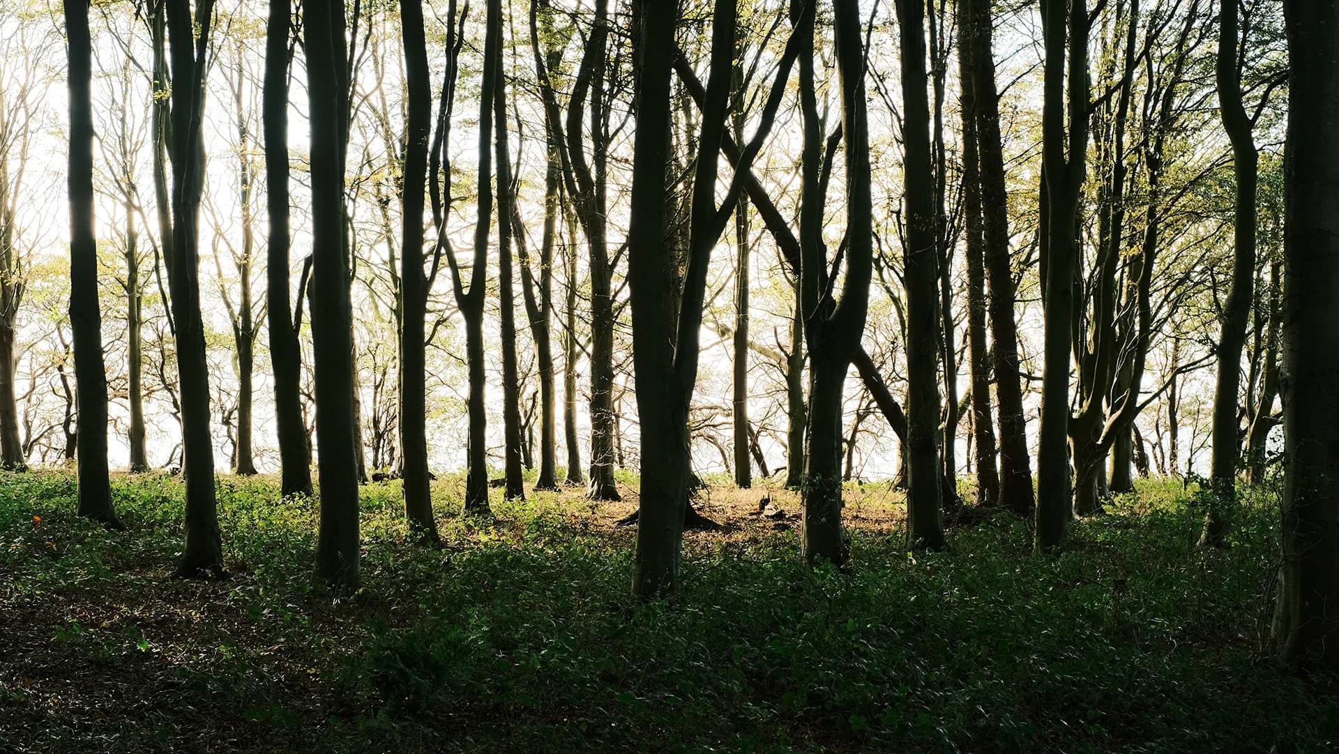 Skovsti med tåge mellem træerne
