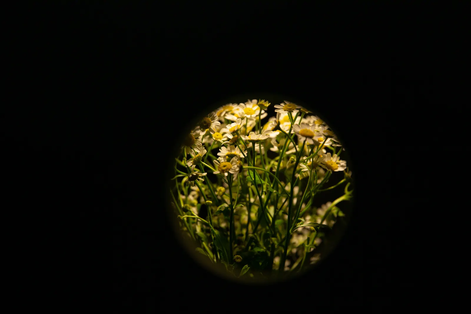 And a little flower